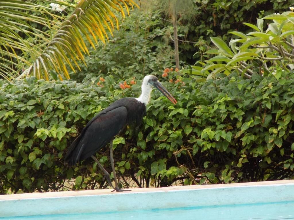 A large bird standing by a pool with dense foliage in the background.