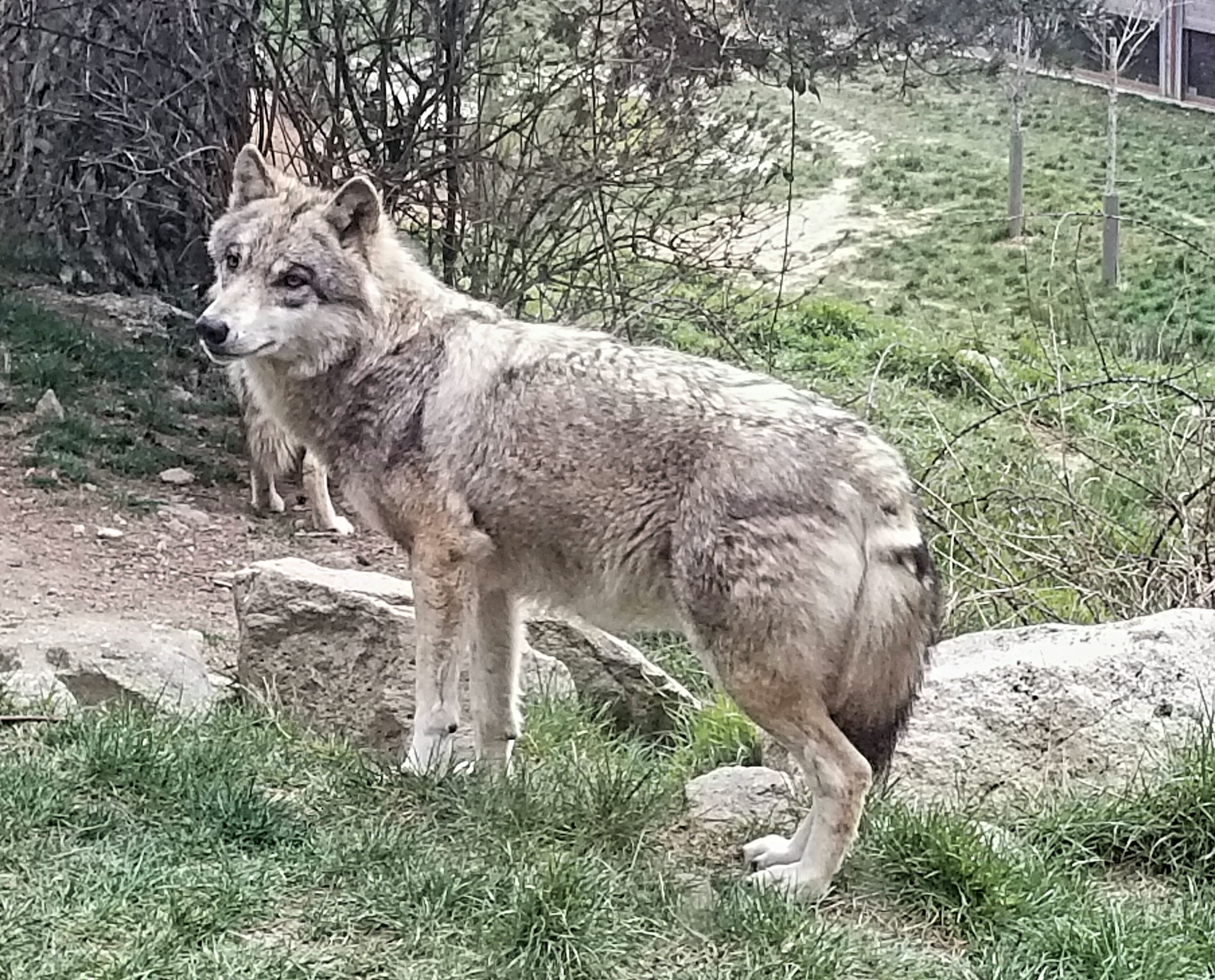 A coyote standing on a grassy area with rocks and sparse vegetation.