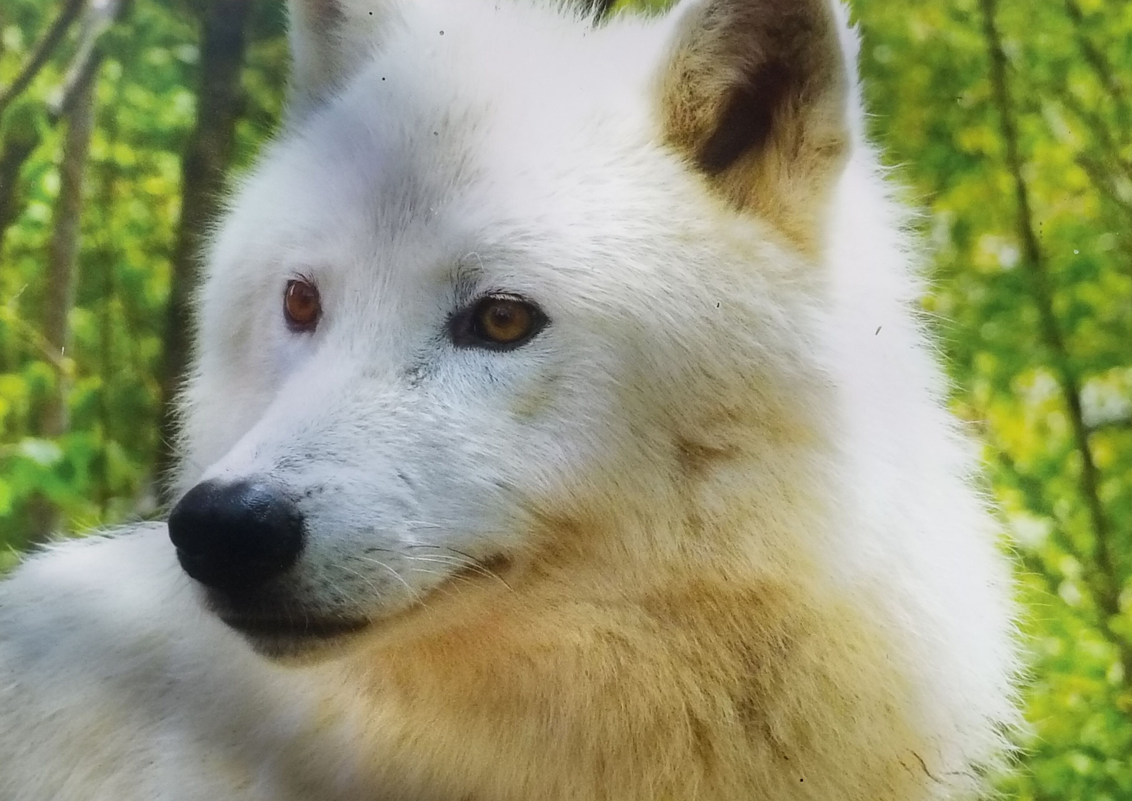 Primer plano de un perro blanco con un pelaje esponjoso y ojos marrones.