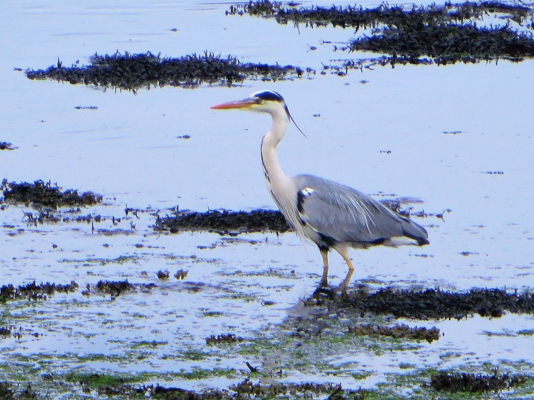 Un héron se tient dans une eau peu profonde, au milieu d’une végétation clairsemée.
