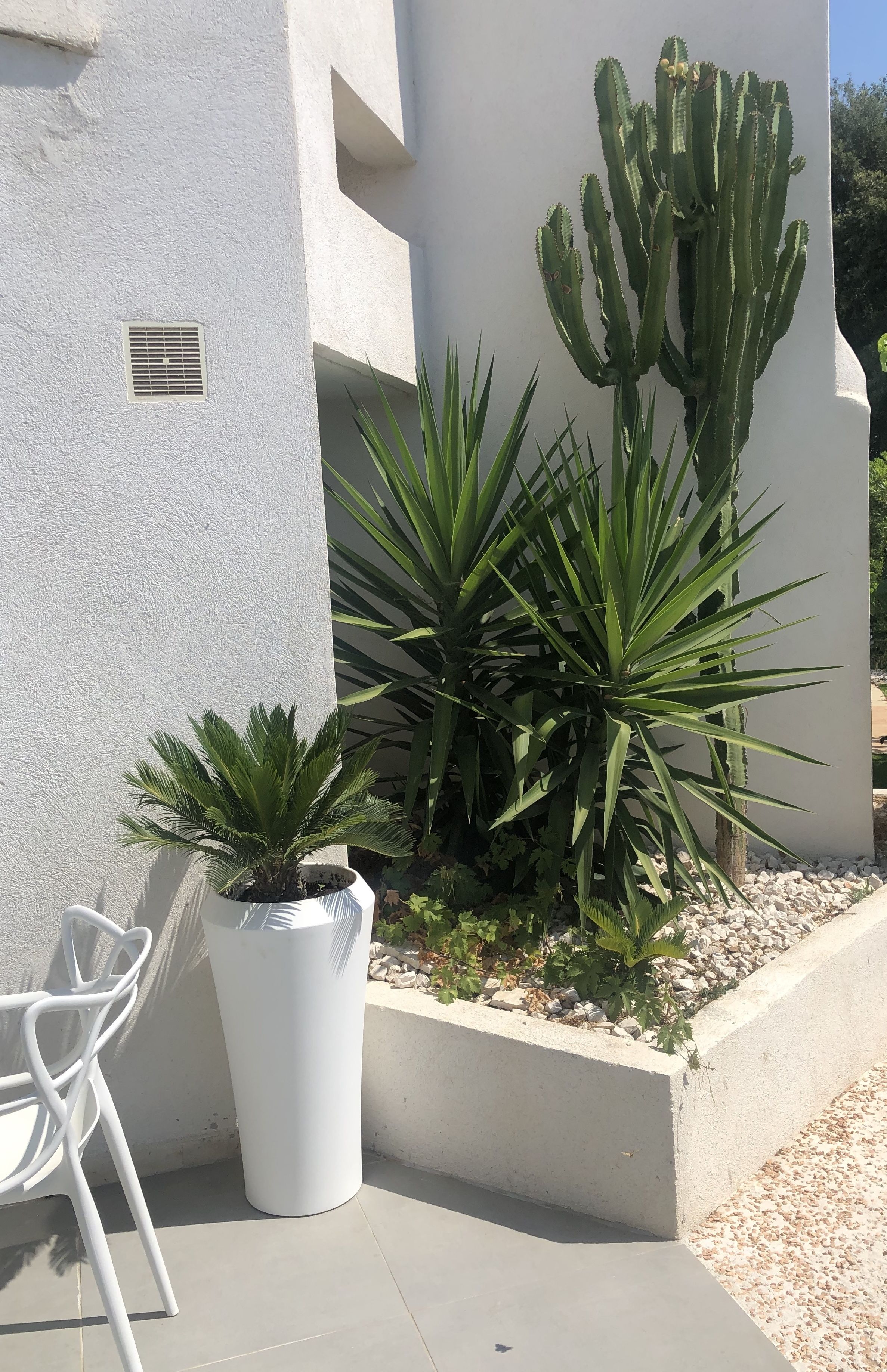 Un bâtiment blanc avec un cactus et des plantes d'agave dans un jardinier.