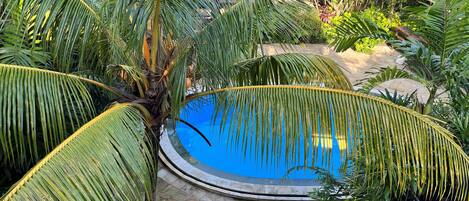 A circular pool surrounded by palm trees and various plants.