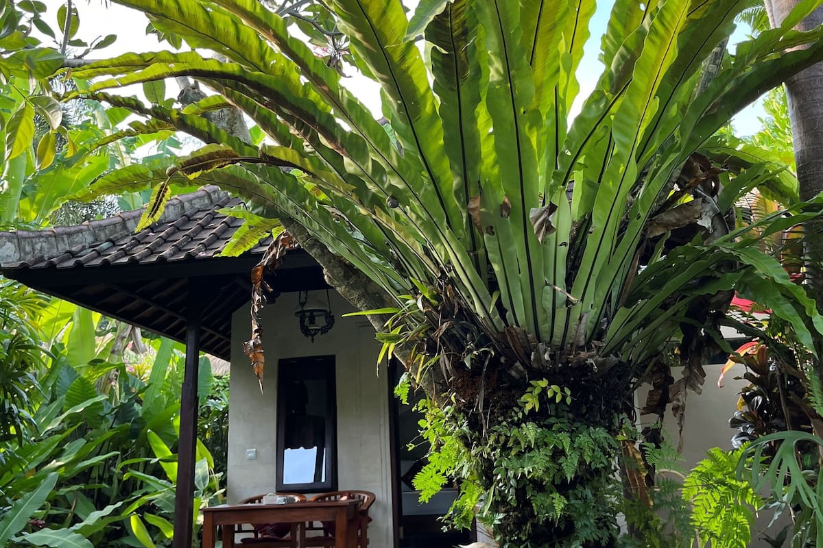 Cottage Standard (Fan Cooled) | 1 camera, minibar, una cassaforte in camera, Wi-Fi gratuito