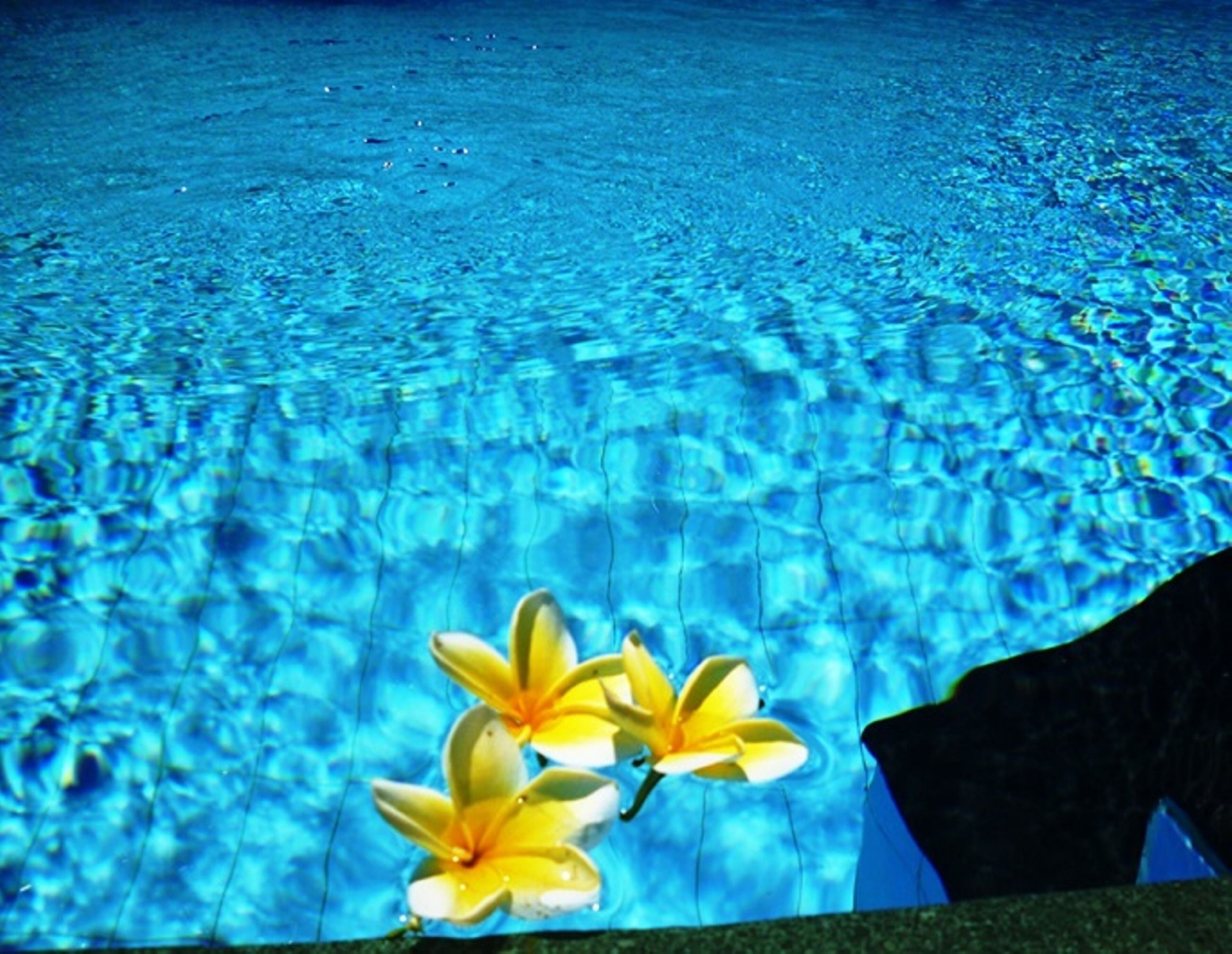 Una piscina blava i cristal·lina amb tres flors grogues al primer pla.