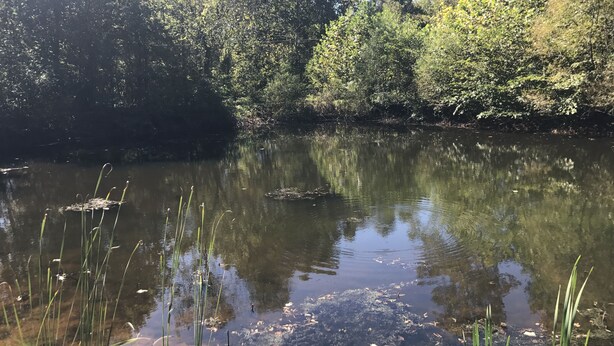 En rolig flod med klart vand, omgivet af frodig vegetation og træer.