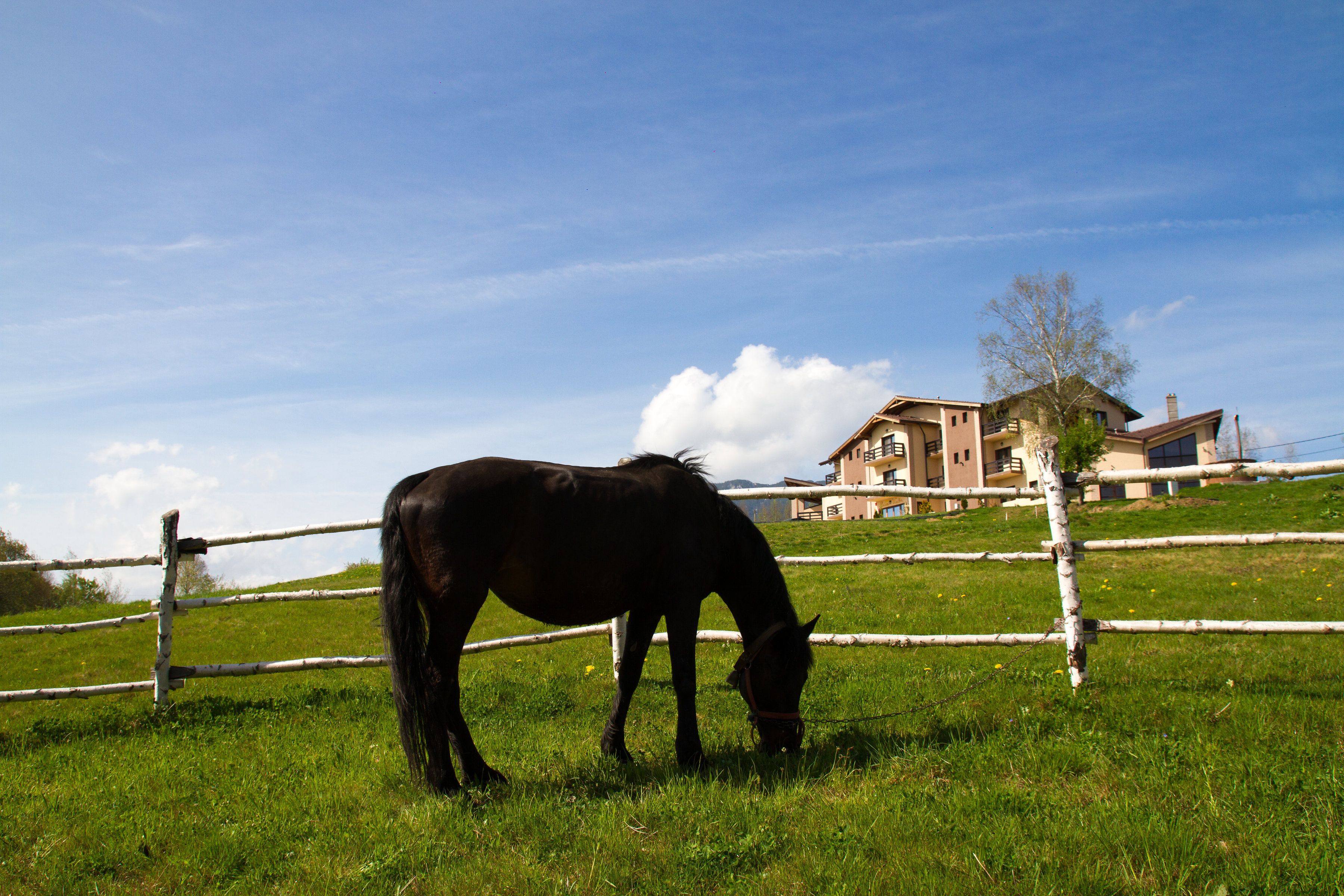 A horse grazing in a grassy field with a wooden fence and a building in the background.