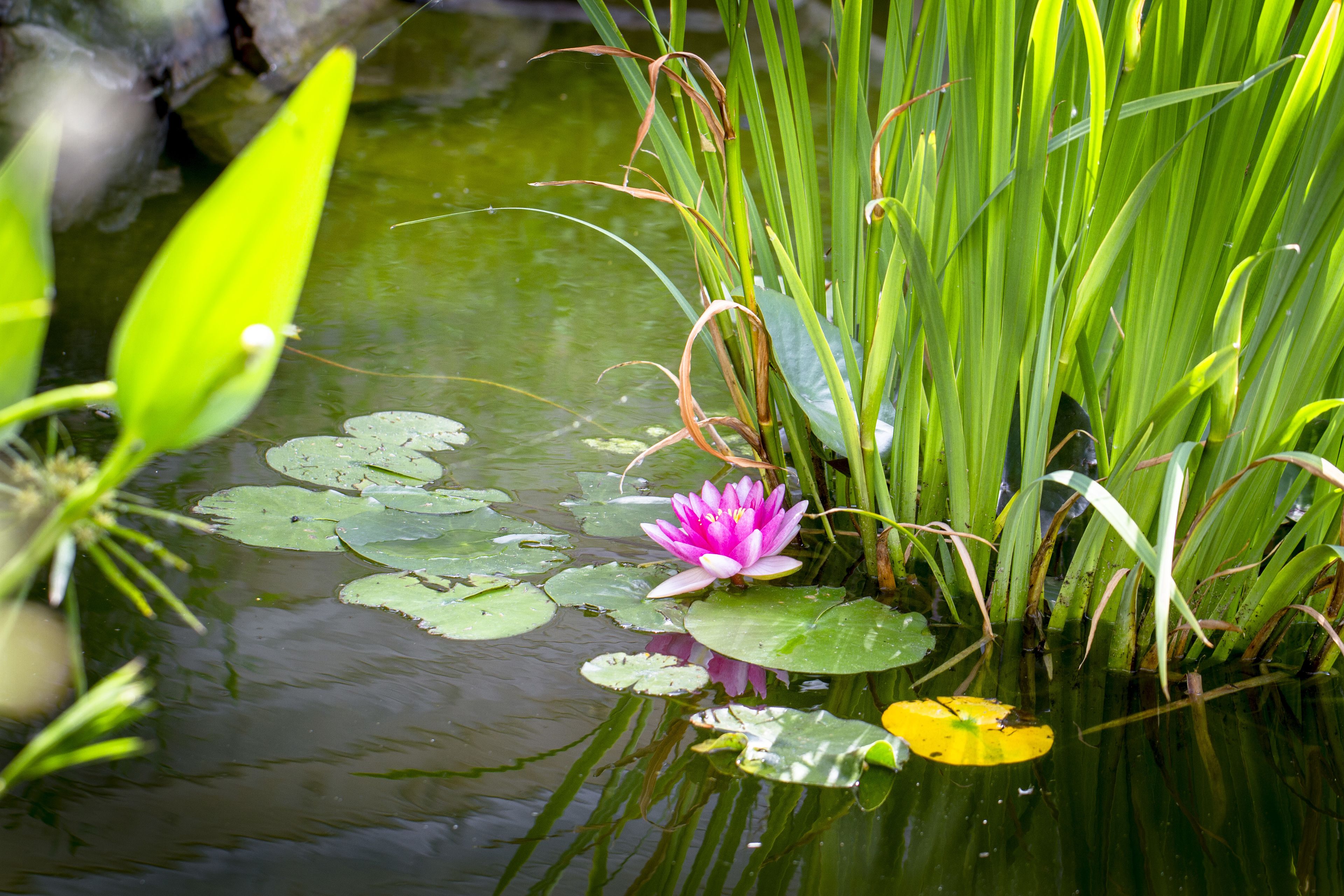 Een vijver met waterlelies en groene waterplanten.