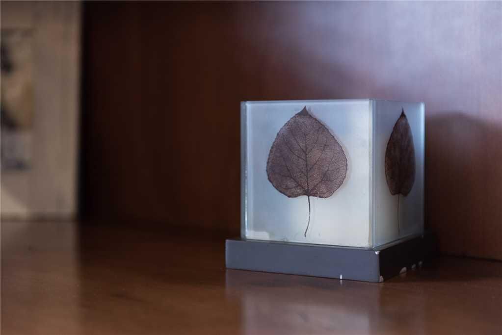 A display case with two leaves.