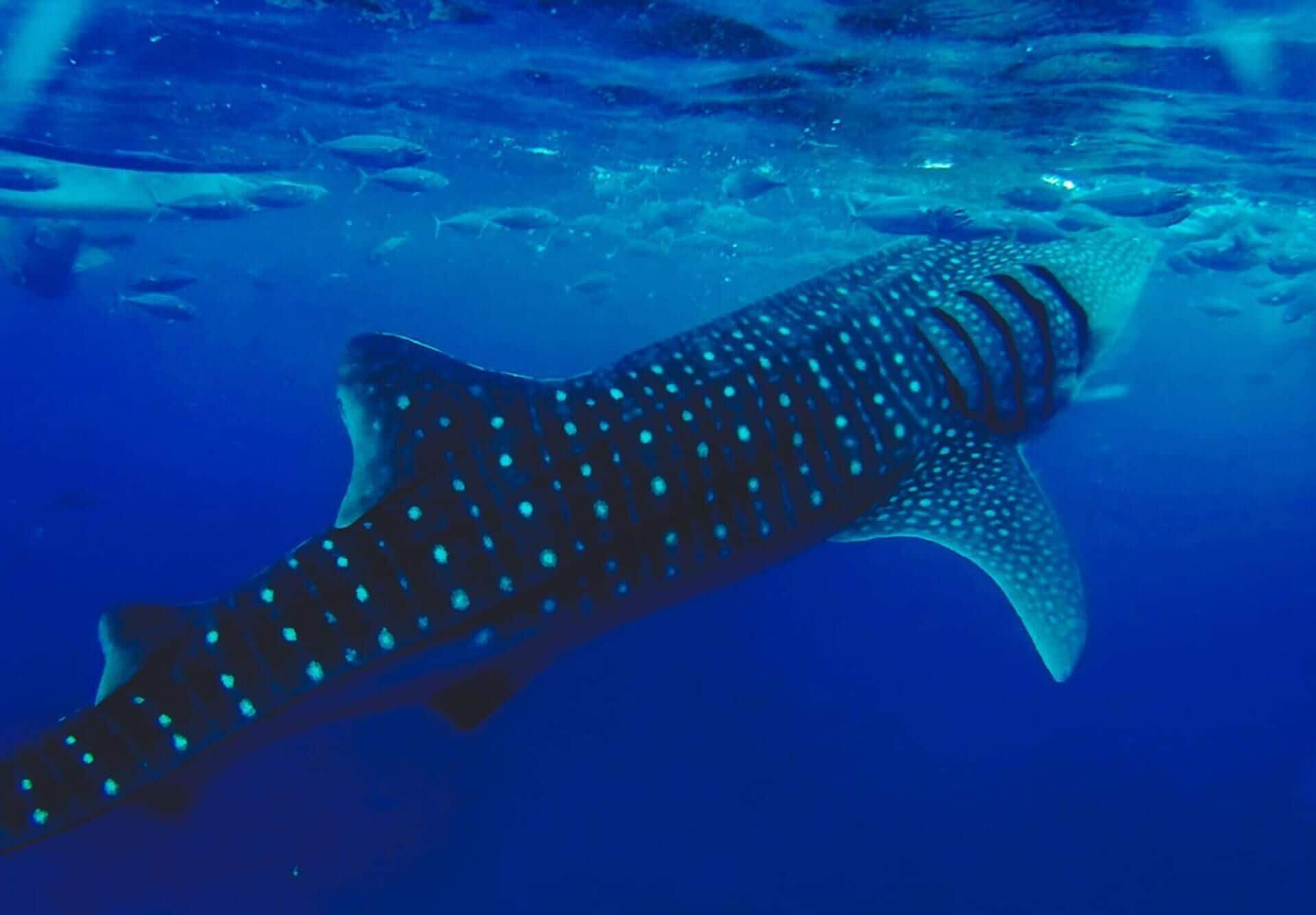 outdoor pool, open 7:00 am to 10:00 pm, pool loungers