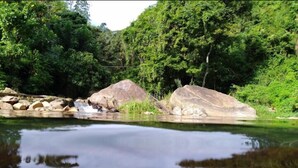 Un río con rocas y vegetación densa.