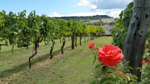 A vineyard with rows of grapevines and a wooden fence. - Saturnia Glamping - Seme di Carota (Manciano)