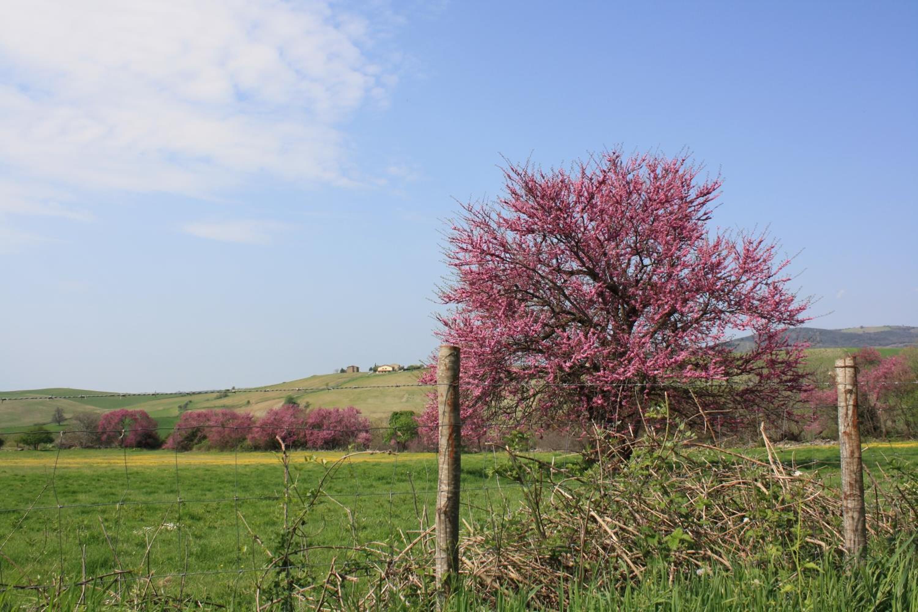 Paesaggio rurale con un albero fiorito di colore rosa in primo piano, circondato da campi verdi e un cielo azzurro limpido.