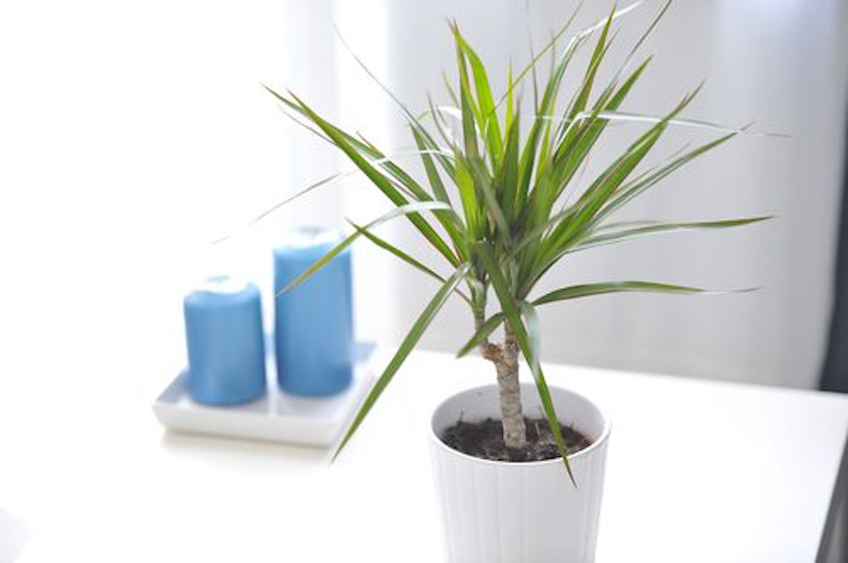 Una planta en maceta con hojas verdes largas sobre una superficie blanca.