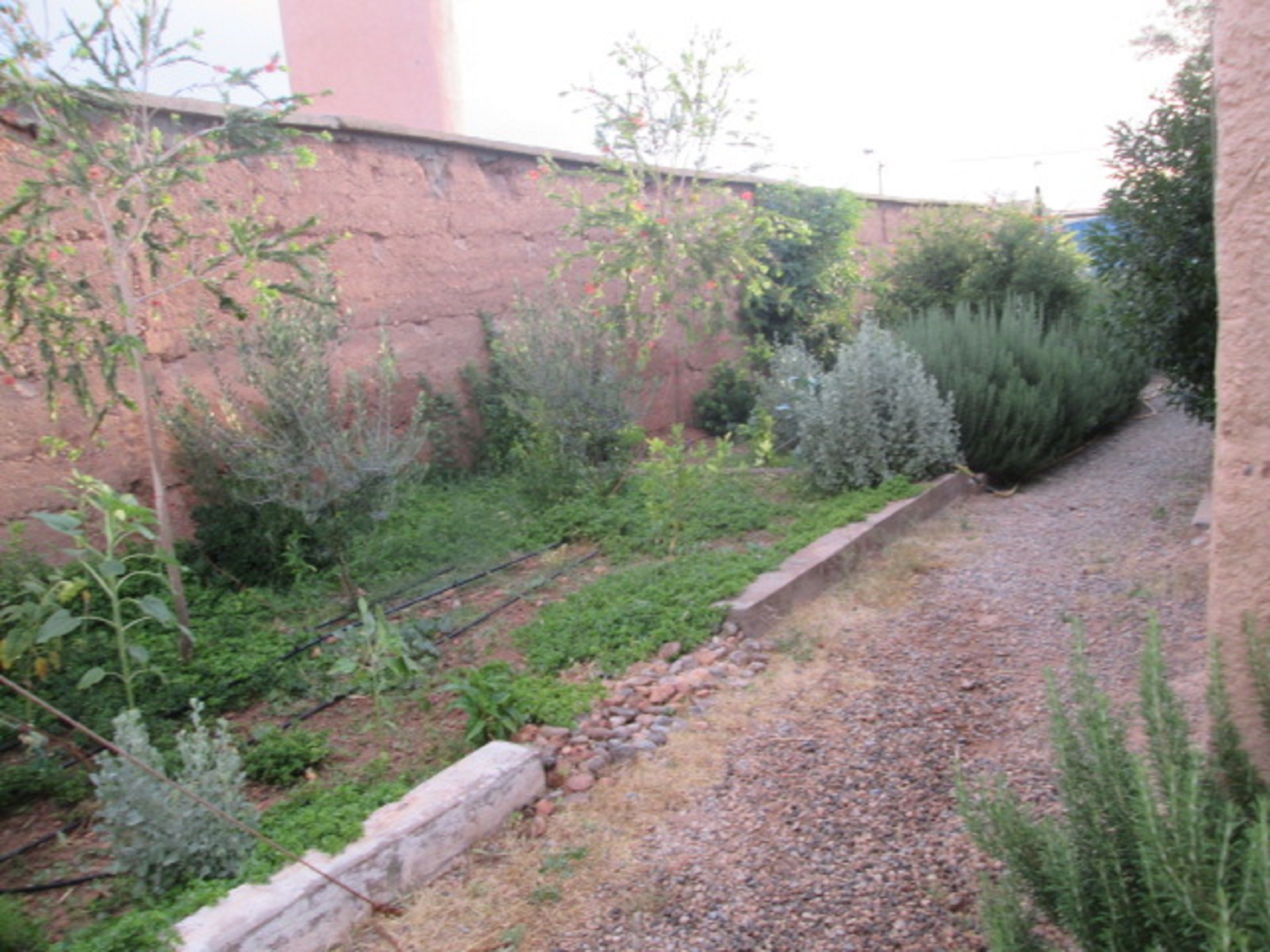 A garden with a gravel path, various plants, and a brick wall.