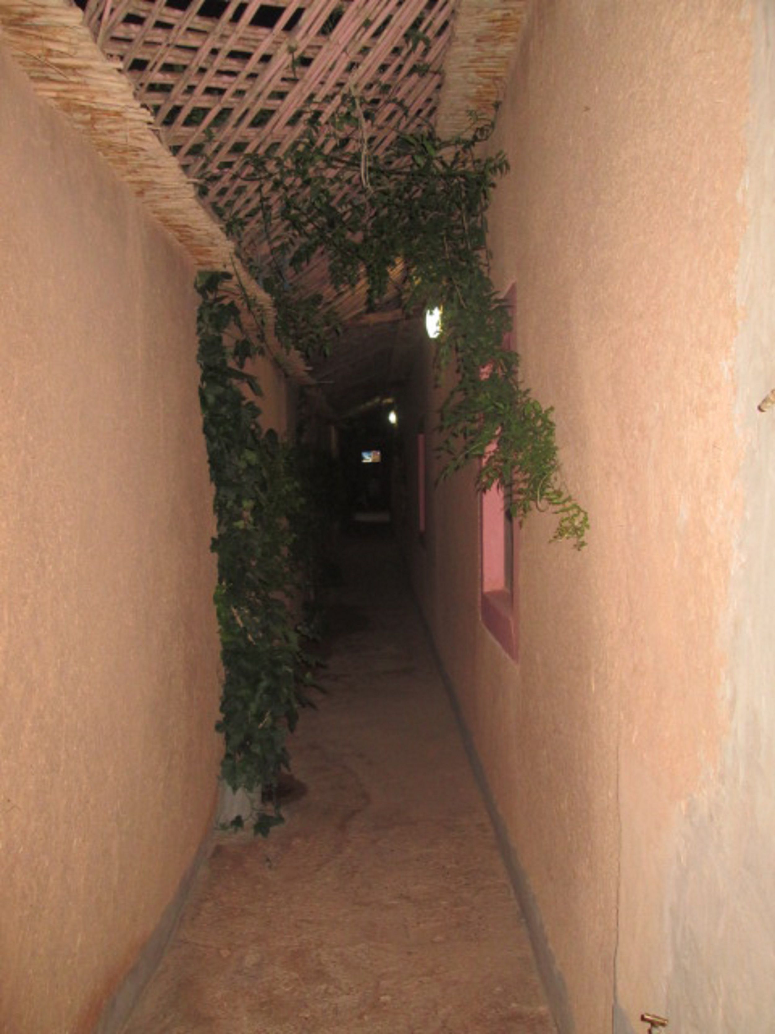 A narrow corridor with a textured wall, a wooden ceiling, and green vines growing along the wall.