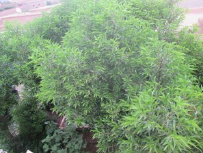Garden - Auberge Toda (Ait Sedrate Sahl El Gharbia)