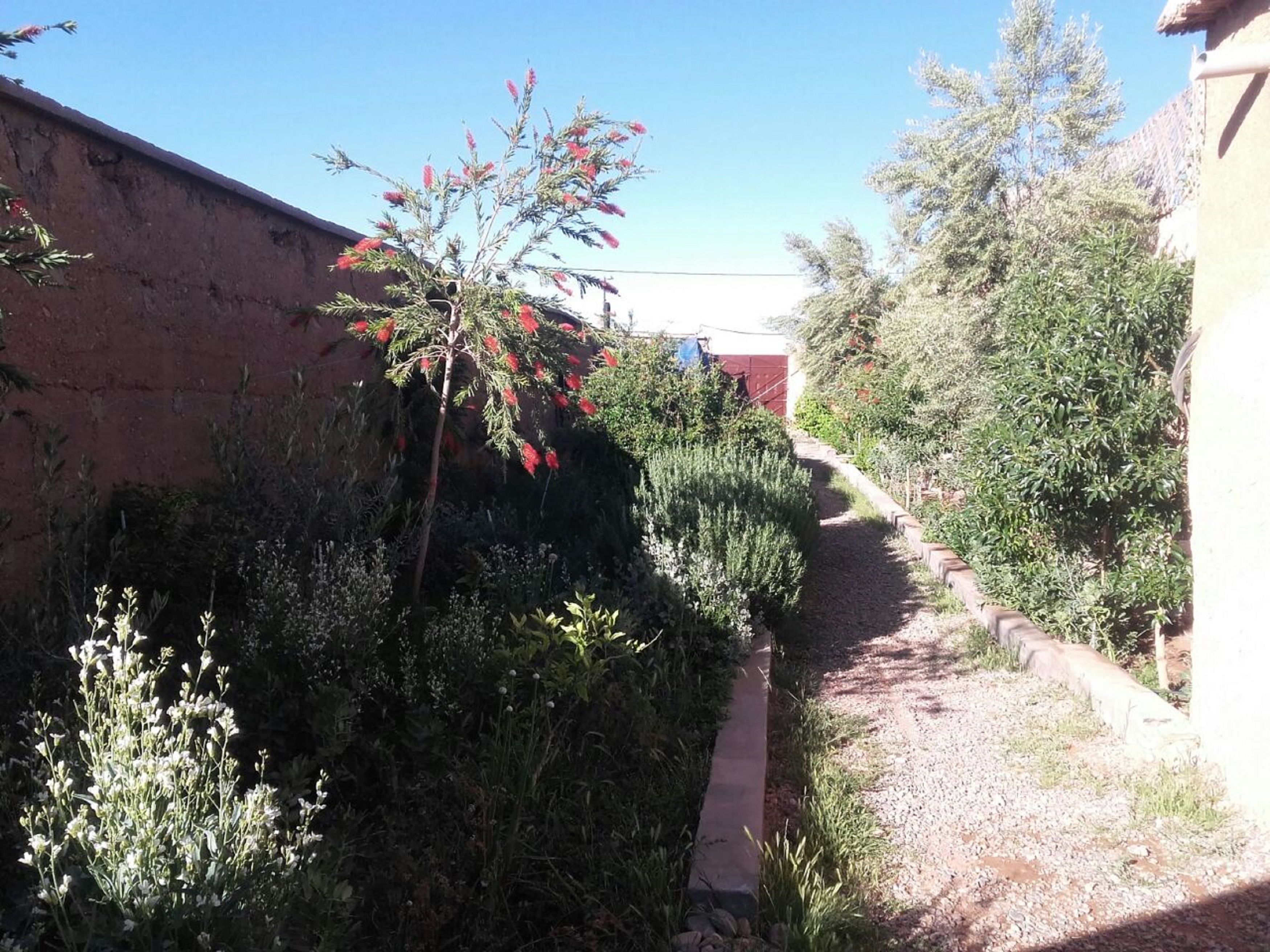 Un sendero estrecho bordeado de vegetación densa y un muro de ladrillo.