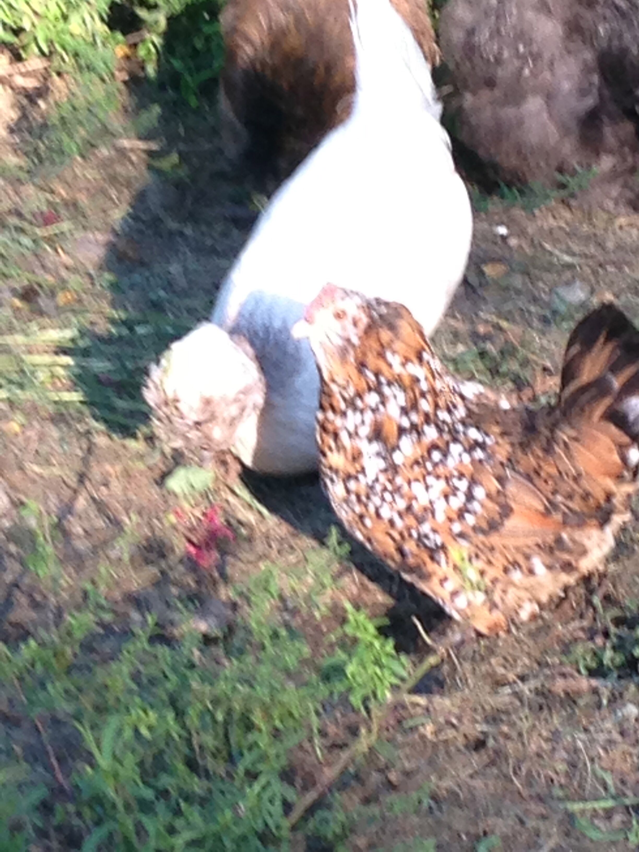 Un ave con plumas marrones y blancas en el suelo.