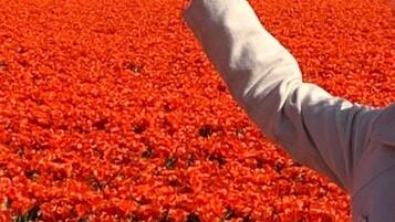 Una persona de pie en un campo de flores rojas, alzando el brazo.