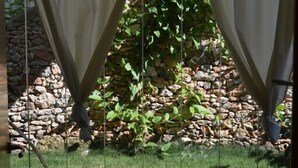 Visão através de uma janela com cortinas, uma parede de pedra e uma área gramada com plantas.