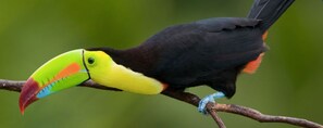 A toucan perched on a branch. - Uva Blue Villas (Cahuita)
