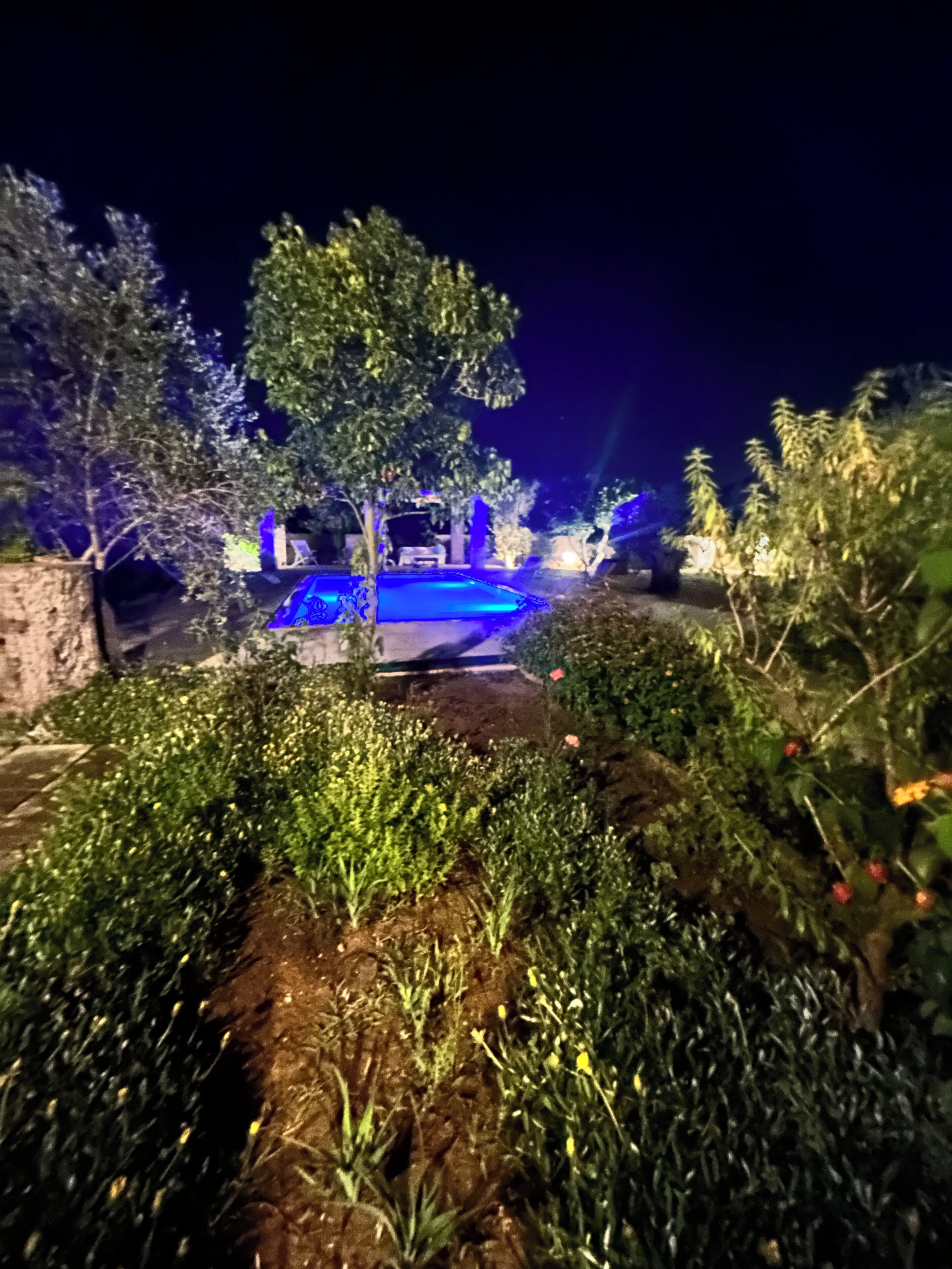 Vista nocturna de un jardín con piscina, rodeado de árboles y plantas.