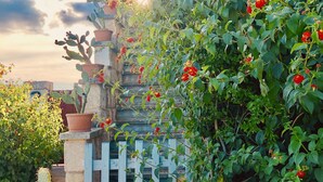 Un jardin avec une clôture blanche en bois, des cactus en pot et des plantes en fleurs.