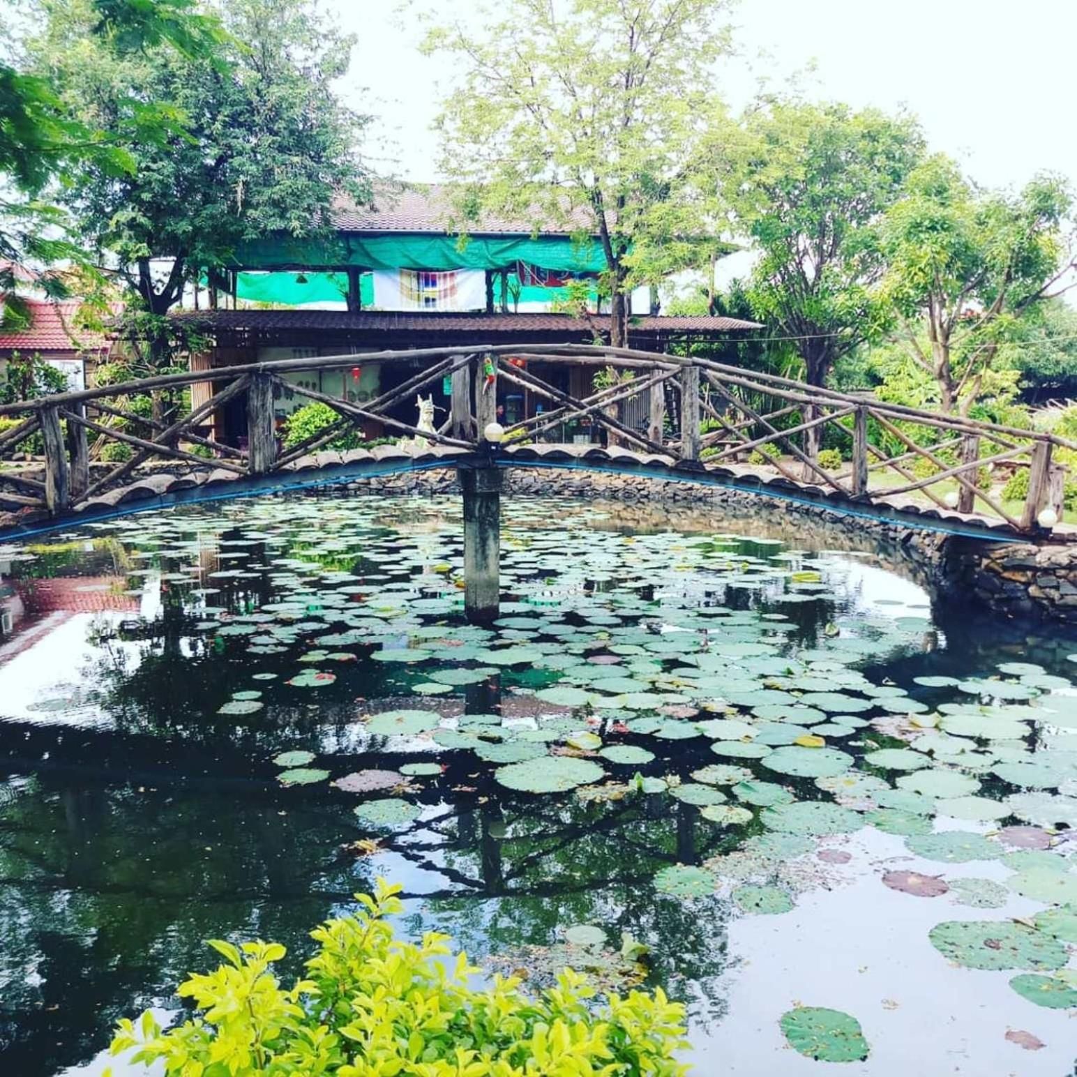 Un puente sobre un estanque con lirios, rodeado de vegetación y un edificio con techo verde.