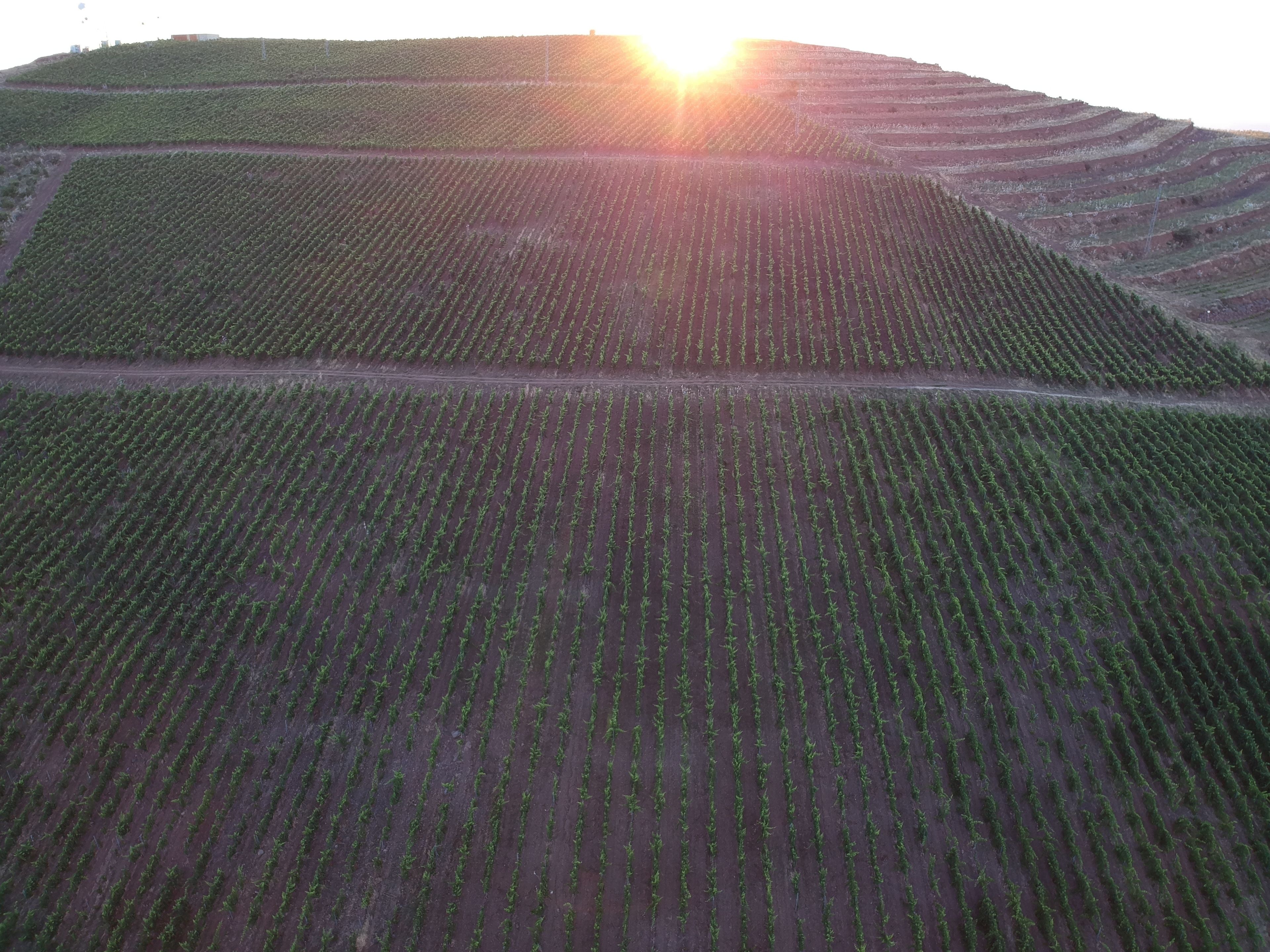 Vista aérea de campos agrícolas en terrazas con hileras de cultivos.