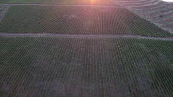 Vista aérea de campos agrícolas en terrazas con hileras de cultivos.