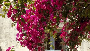 En bygningseingang med en grøn dør og lyserøde blomster.