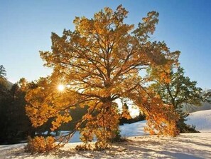 Uklassifisert bilde, 5 av 96, knapp