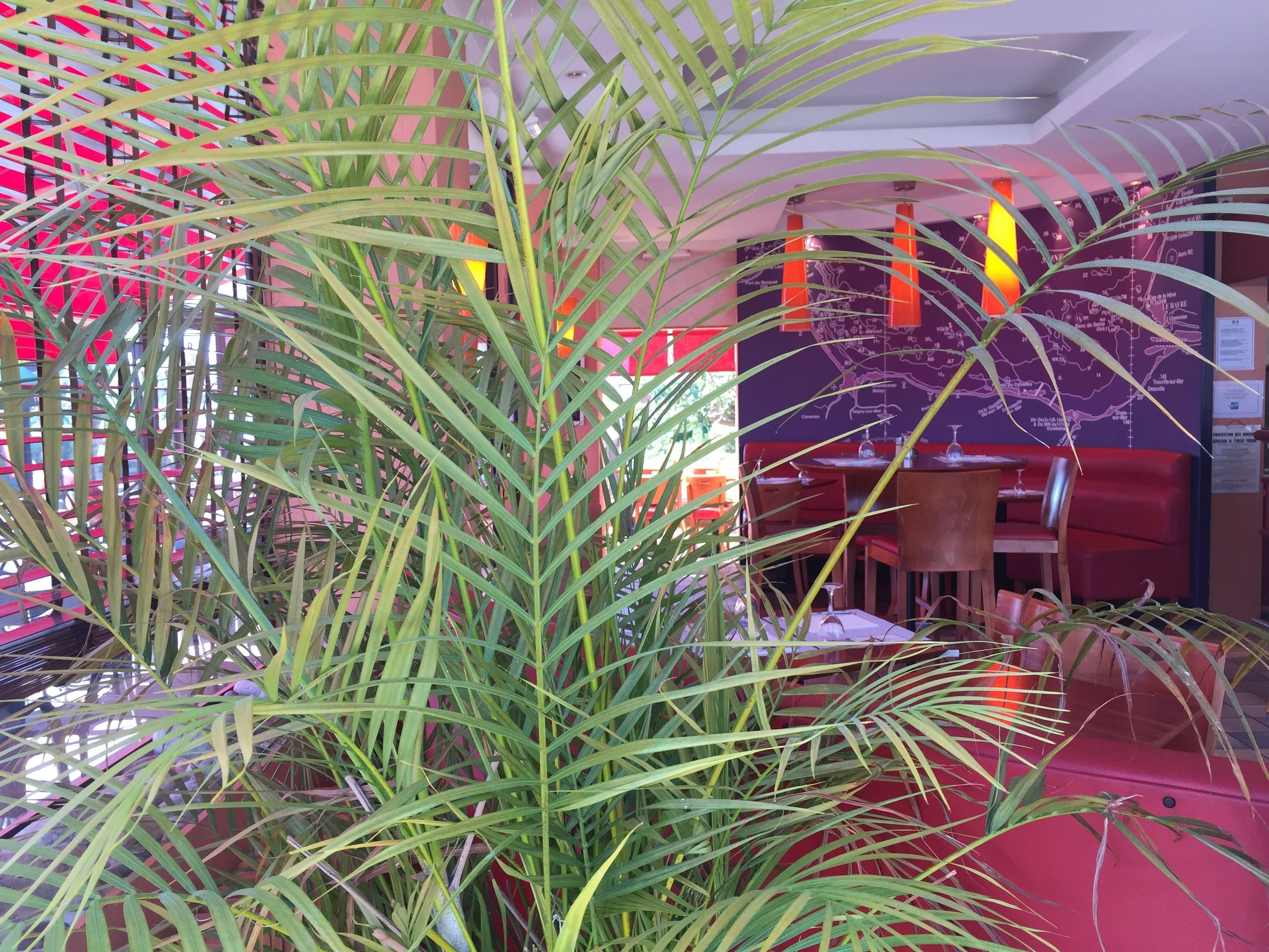 Una habitación con una planta grande al frente, una pared roja y un mapa en la pared.