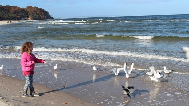 A beach scene with a person and seagulls. - Whg. 4 Swamp swallow basement - Haus Feldmann (Lohme)