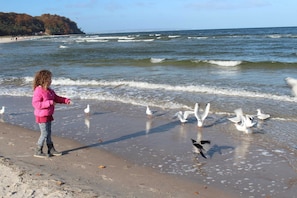 Cena de praia com uma pessoa e gaivotas.