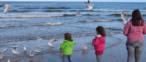 A beach scene with people and seagulls.