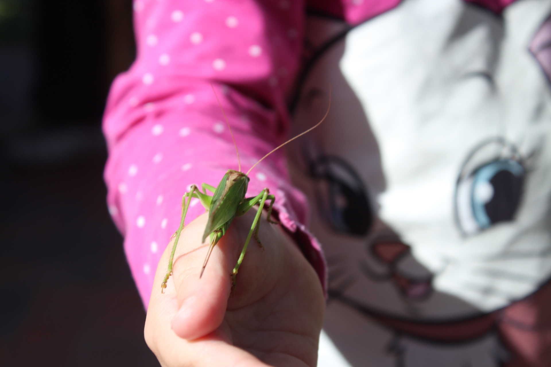A hand holding a green insect.