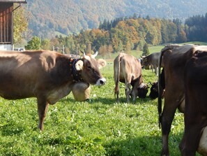 Imagen sin descripción, 5 de 34, botón