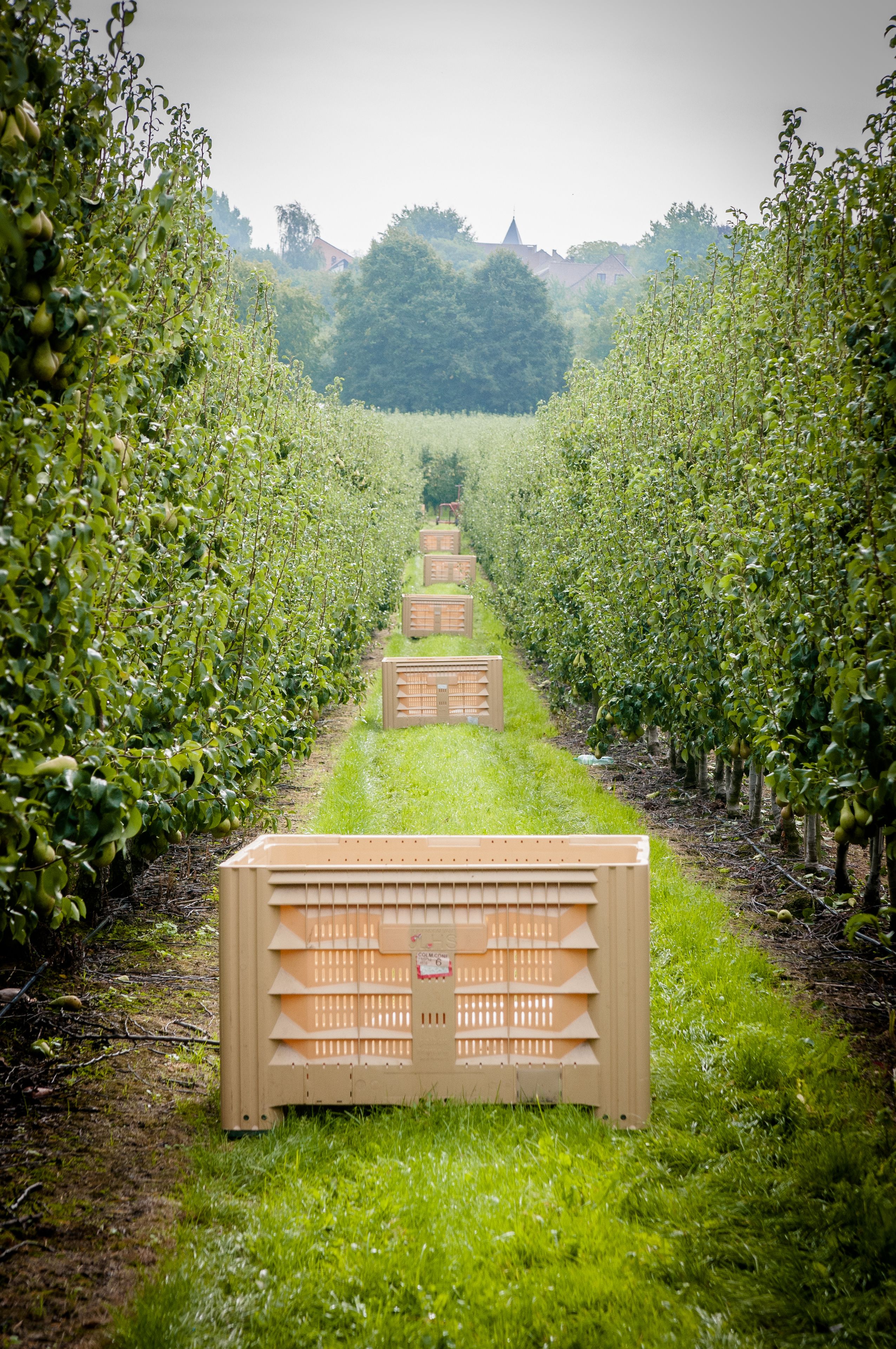 A vineyard with rows of grapevines and wooden crates lined up in the center.