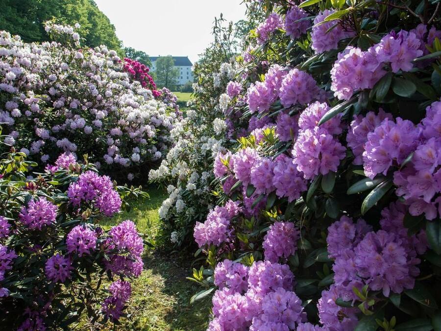 A garden with dense clusters of rhododendrons in various shades of pink and white.