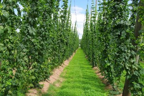 Unclassified image, 4 of 25, button