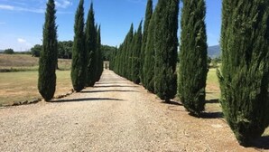 Un chemin de gravier bordé de cyprès hauts et étroits.