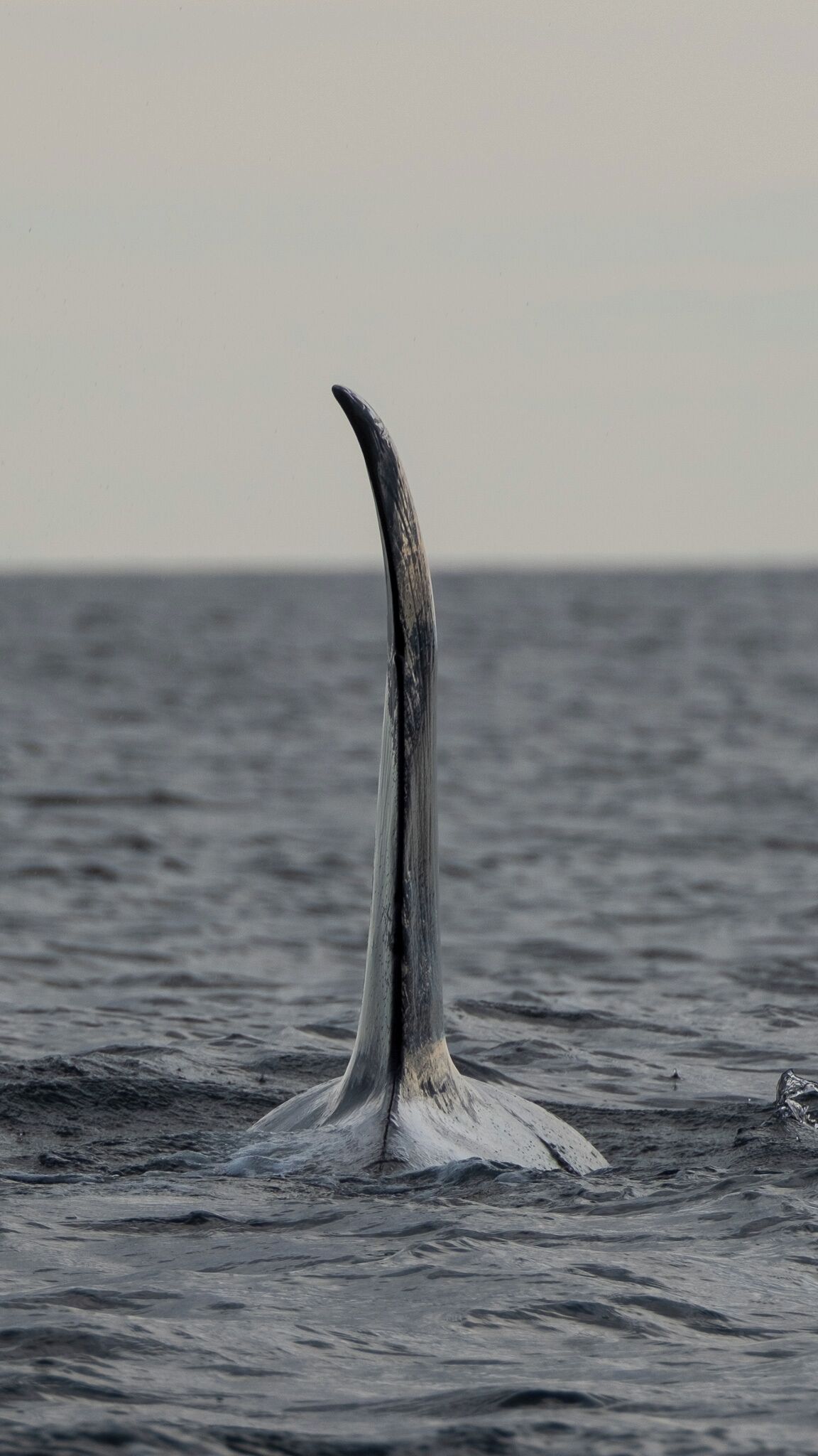 La queue d’une baleine qui dépasse de l’eau.