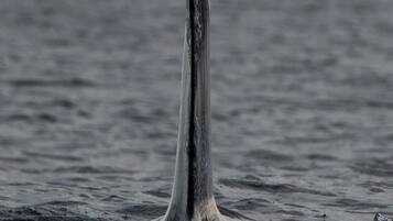 La queue d’une baleine qui dépasse de l’eau.