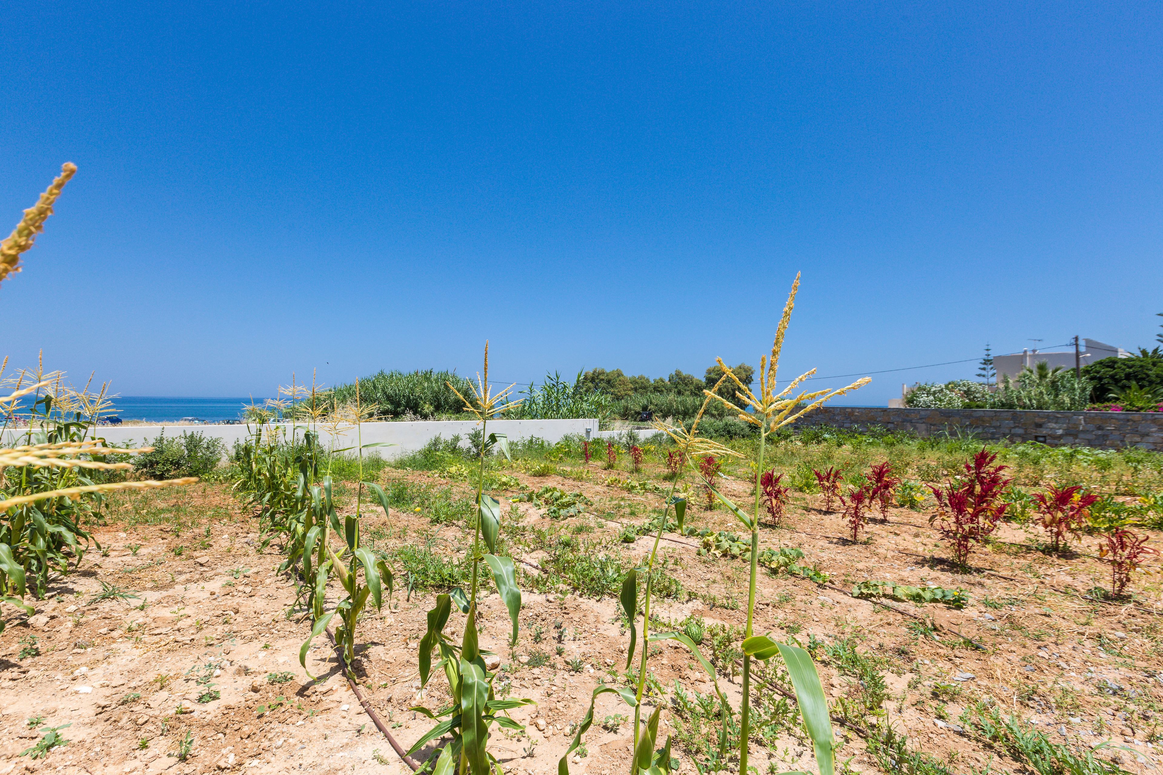 A field with crops and a clear blue sky.
