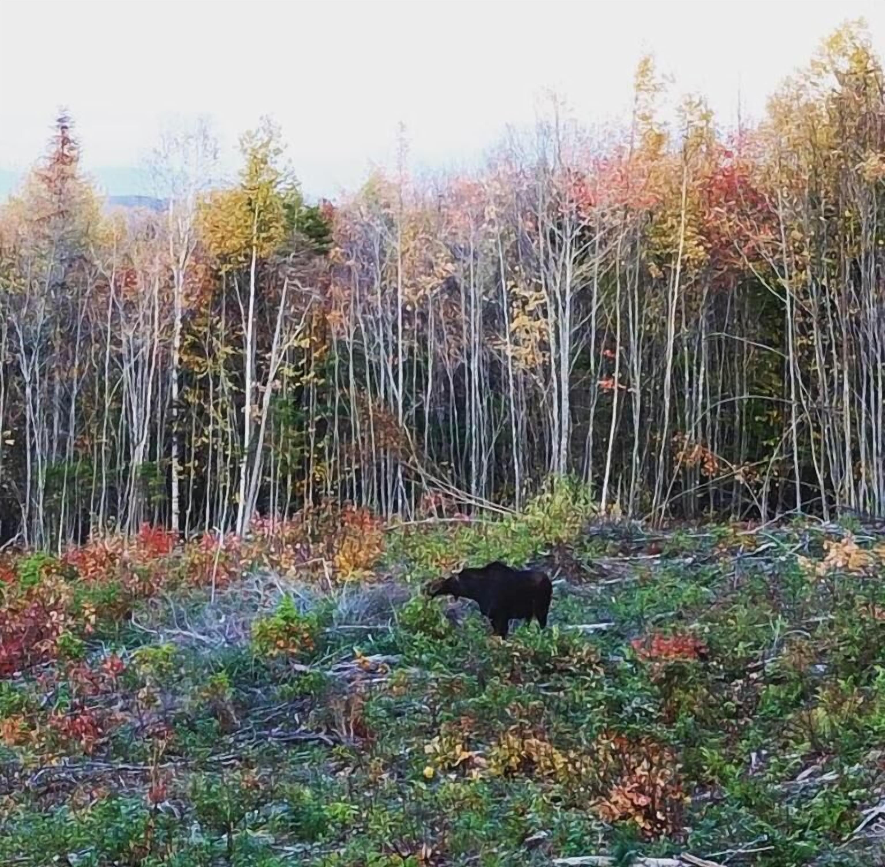 A moose in a forest with autumn-colored trees.