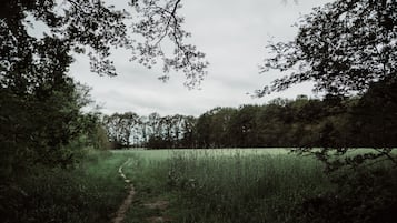 Un paisaje natural con un sendero de tierra que atraviesa un campo cubierto de hierba, rodeado de árboles.