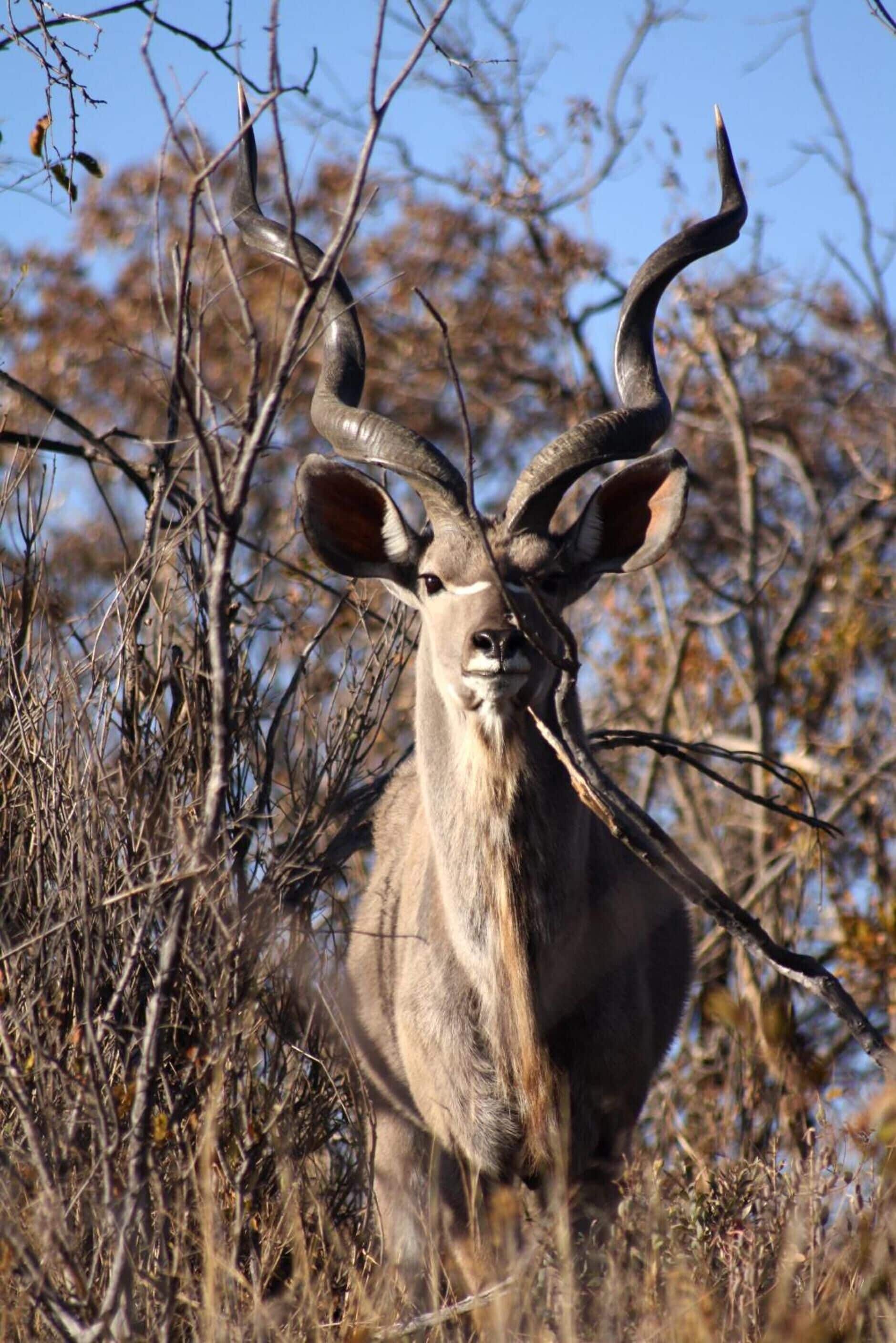 A deer with large antlers in a natural setting with trees and dry vegetation.