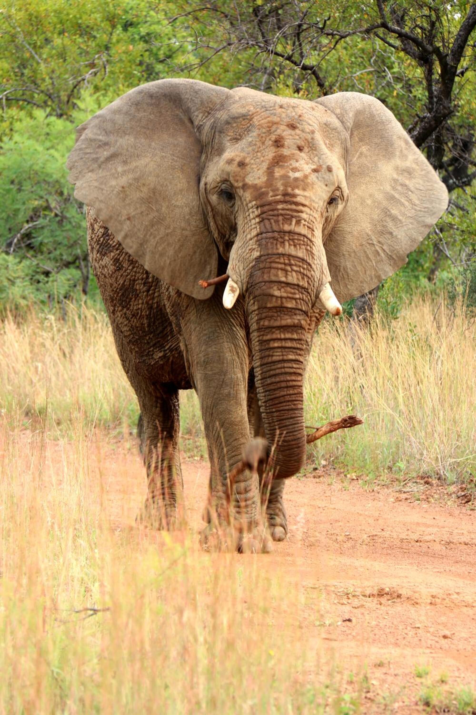 Un éléphant marchant sur un chemin de terre, entouré d’herbes hautes et d’arbres.