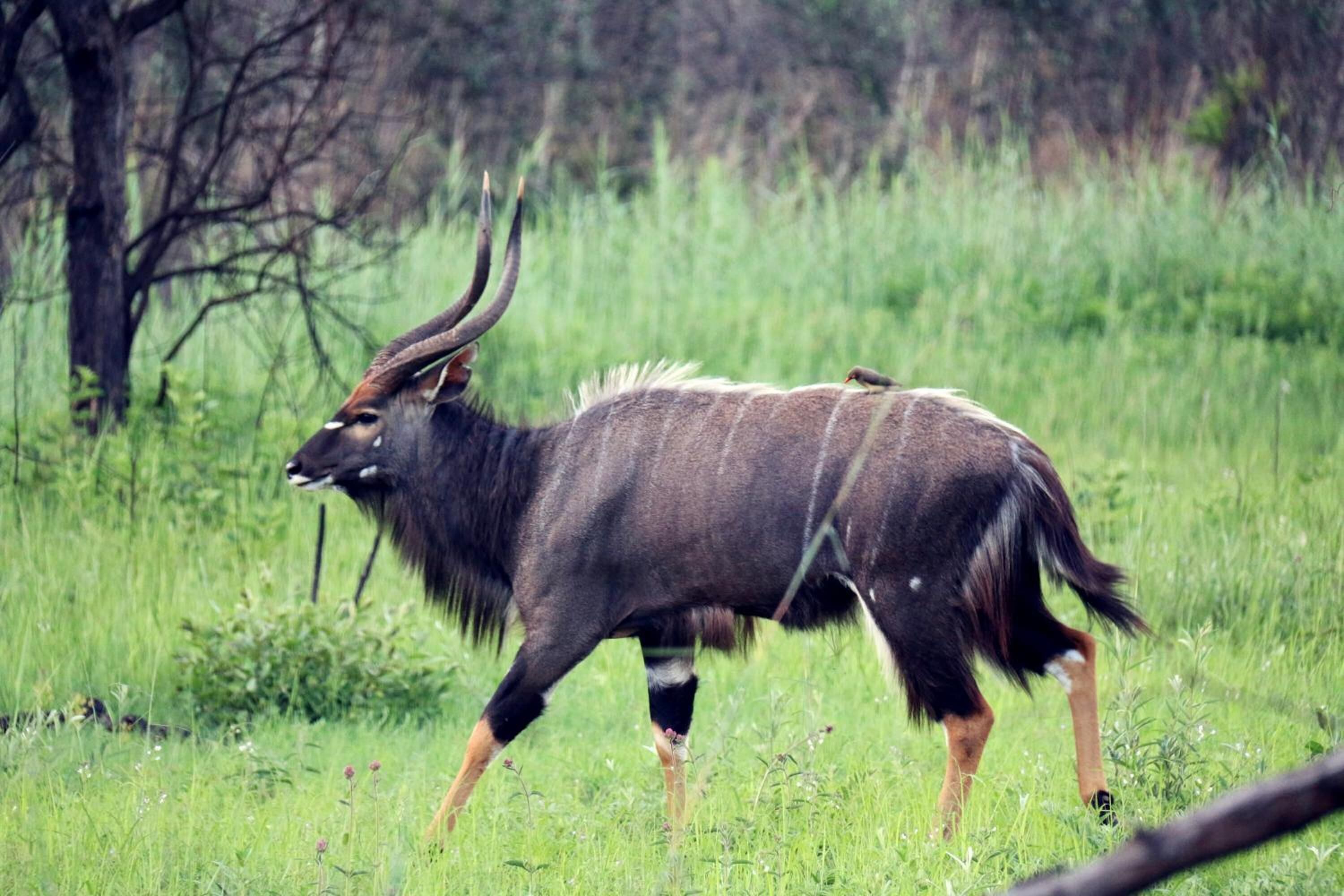 Un kudu en un campo cubierto de hierba.